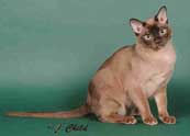 Tonkinese Photo