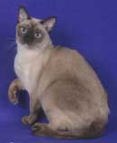 Tonkinese Photo