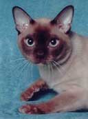 Tonkinese Photo