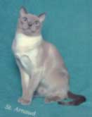 Tonkinese Photo