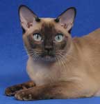 Tonkinese Cat