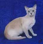 Tonkinese Photo