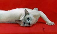 Tonkinese Photo