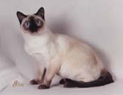 Tonkinese Photo