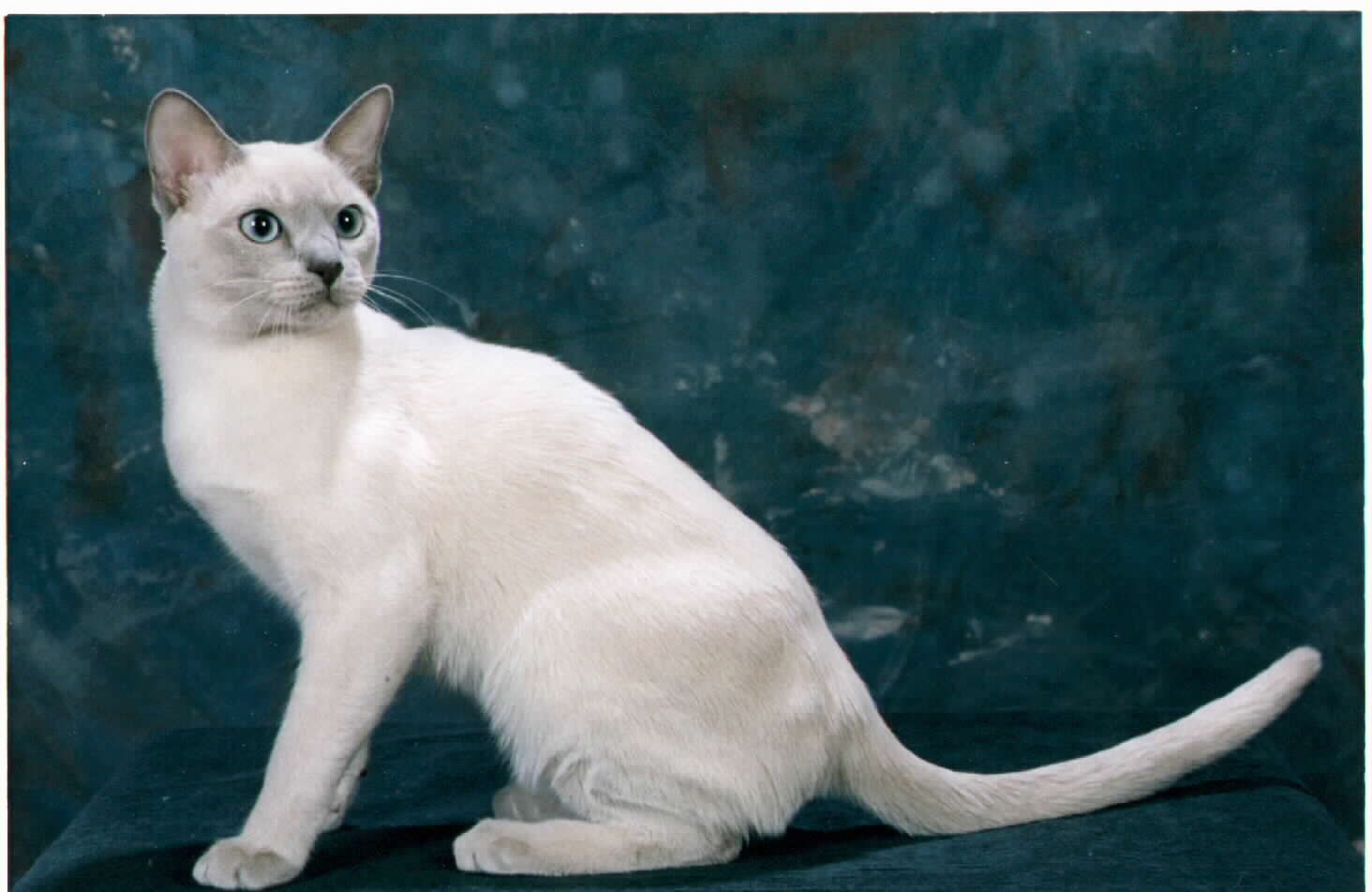 Tonkinese Photo